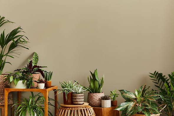 plants with brown painted wall