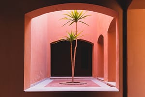 terracotta wall with plant