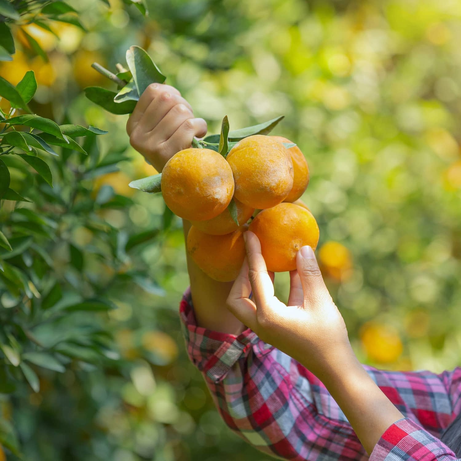 Female farmer picking ripe orange from branch.